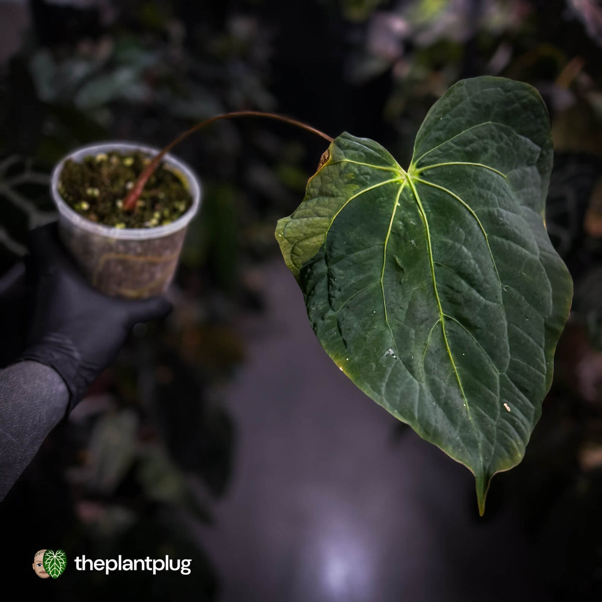 Anthurium 'Hemera' • variegated 🦄