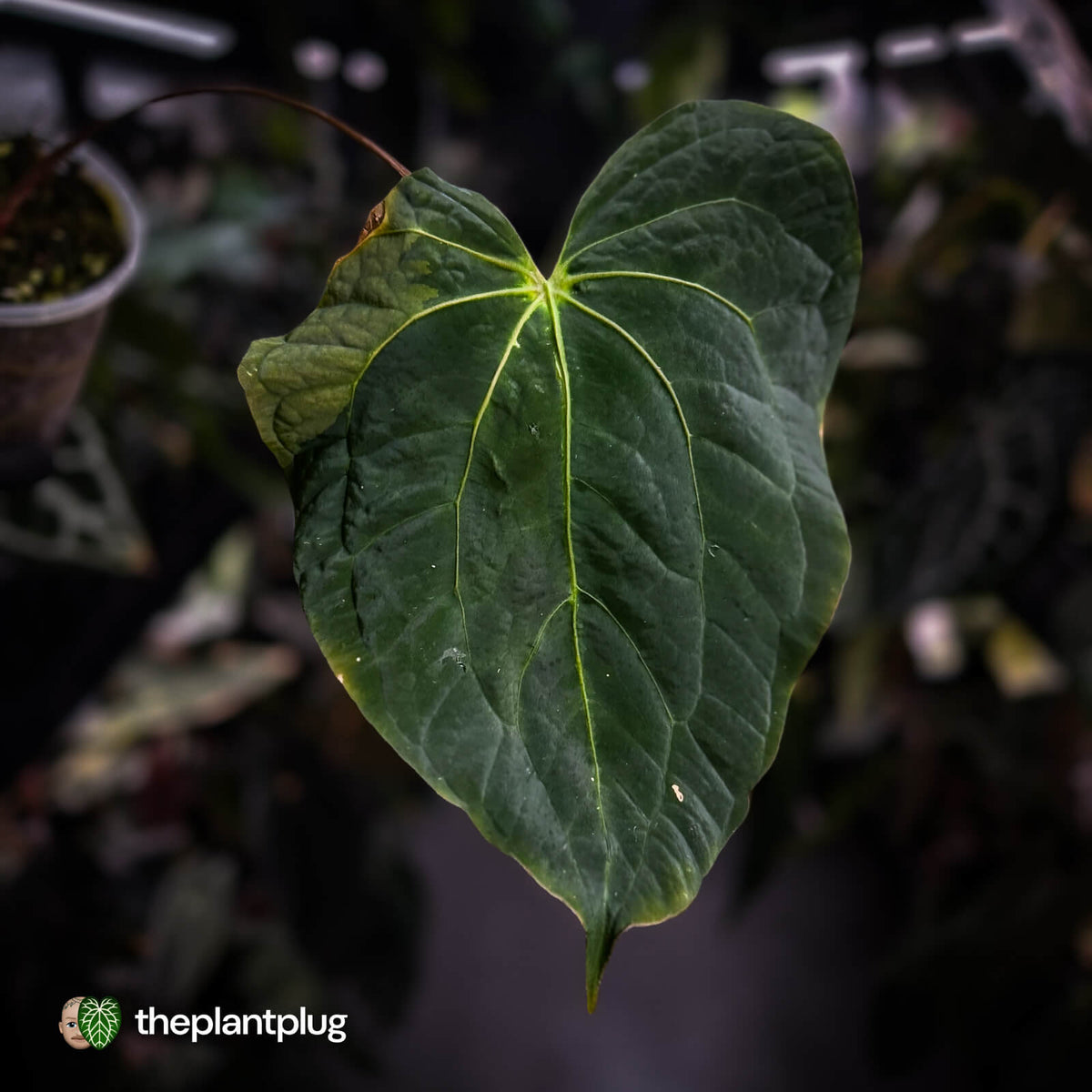 Anthurium 'Hemera' • variegated 🦄