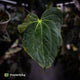 Anthurium 'Hemera' • variegated 🦄