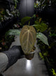 Anthurium lost tag / NOID