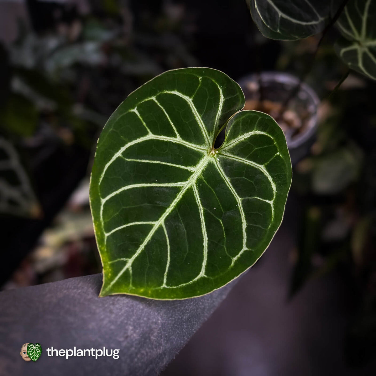 Anthurium 'Dorayaki Silver' x 'Waddle NOID' • select holdback