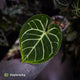 Anthurium 'Dorayaki Silver' x 'Waddle NOID' • select holdback