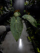 Anthurium lost tag / NOID