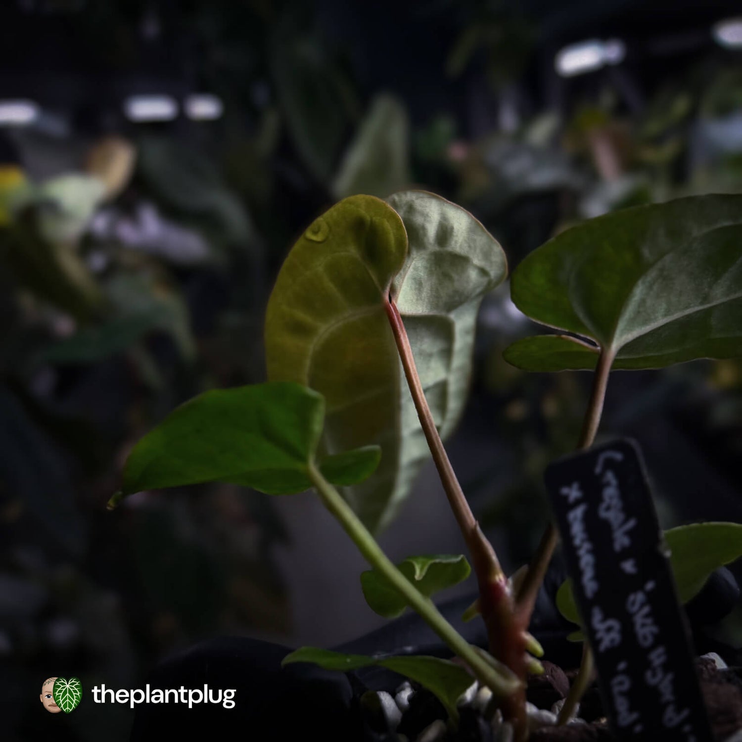 Anthurium (regale x 'SKG hybrid') x besseae aff 🤩