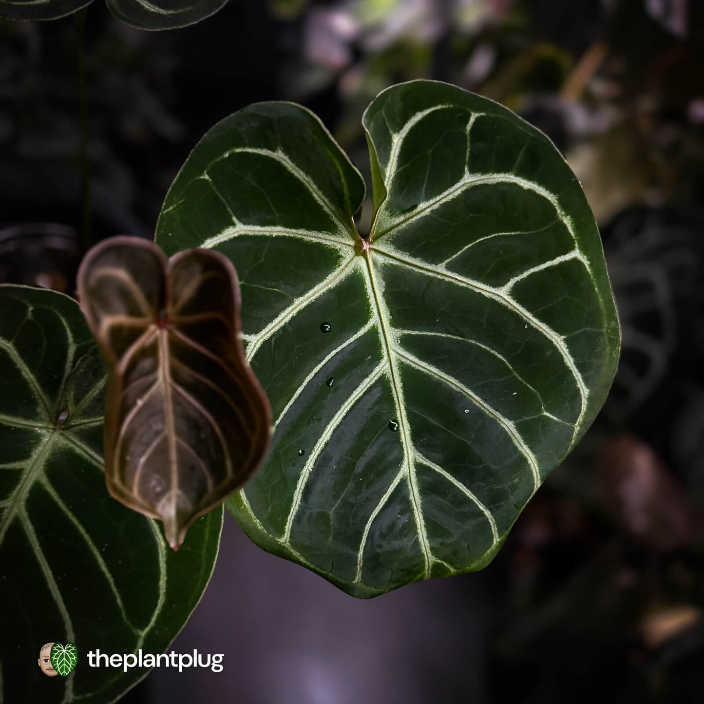 Anthurium 'Dorayaki Silver' x 'Waddle NOID' • select holdback