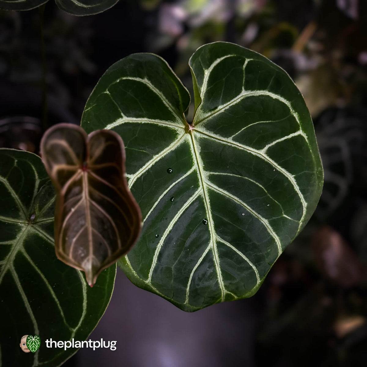 Anthurium 'Dorayaki Silver' x 'Waddle NOID' • select holdback