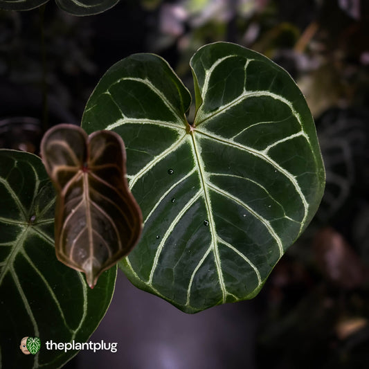 Anthurium 'Dorayaki Silver' x 'Waddle NOID' • select holdback