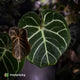 Anthurium 'Dorayaki Silver' x 'Waddle NOID' • select holdback