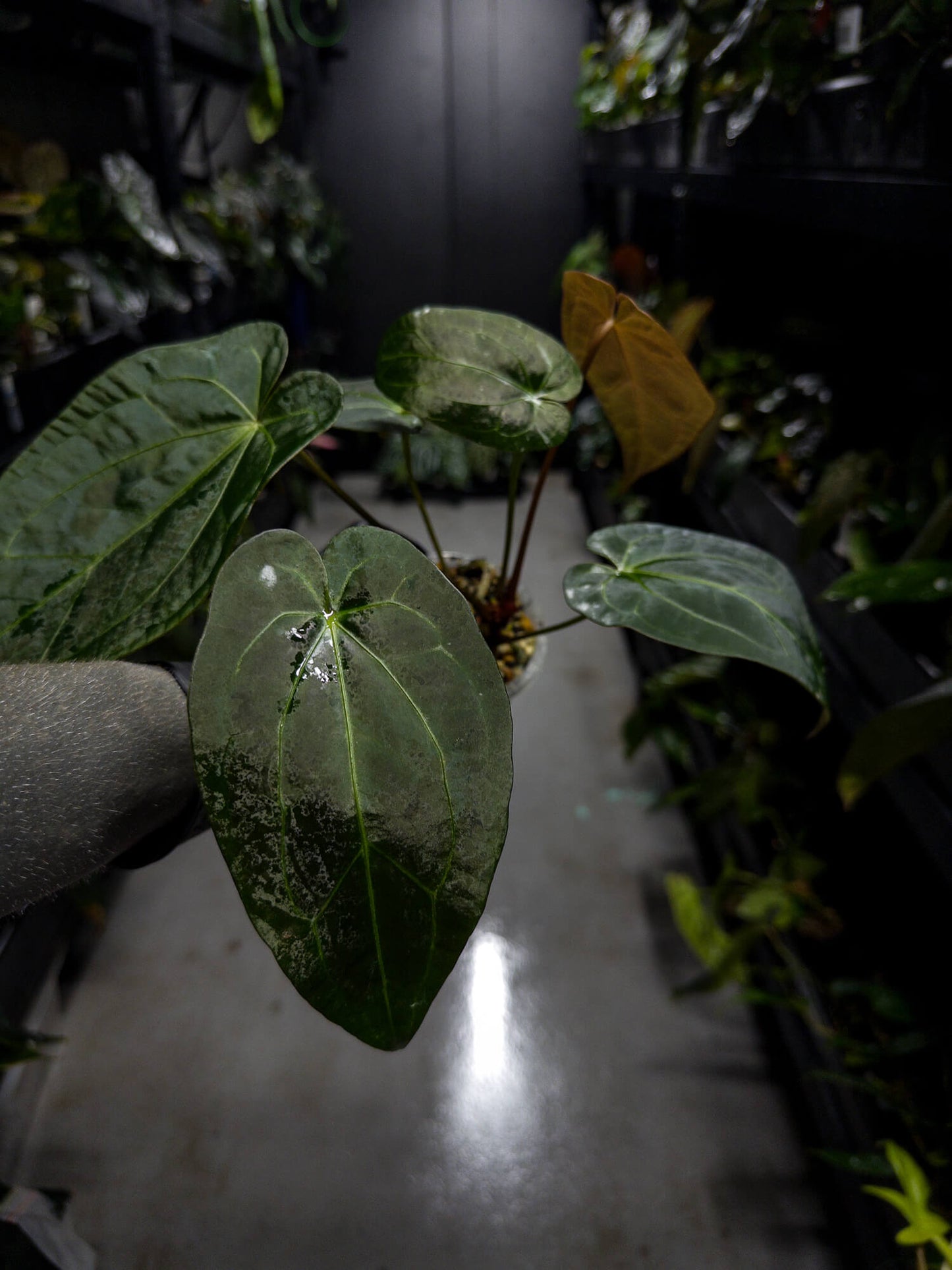 Anthurium lost tag / NOID