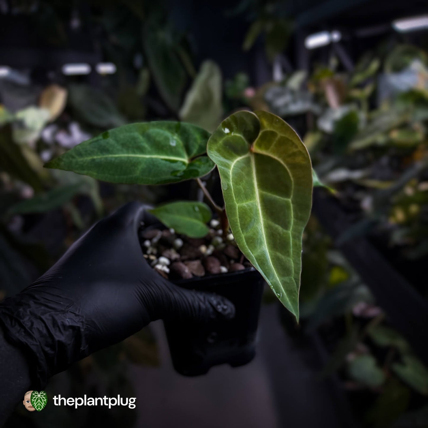 Anthurium (regale x 'SKG hybrid') x besseae aff 🤩