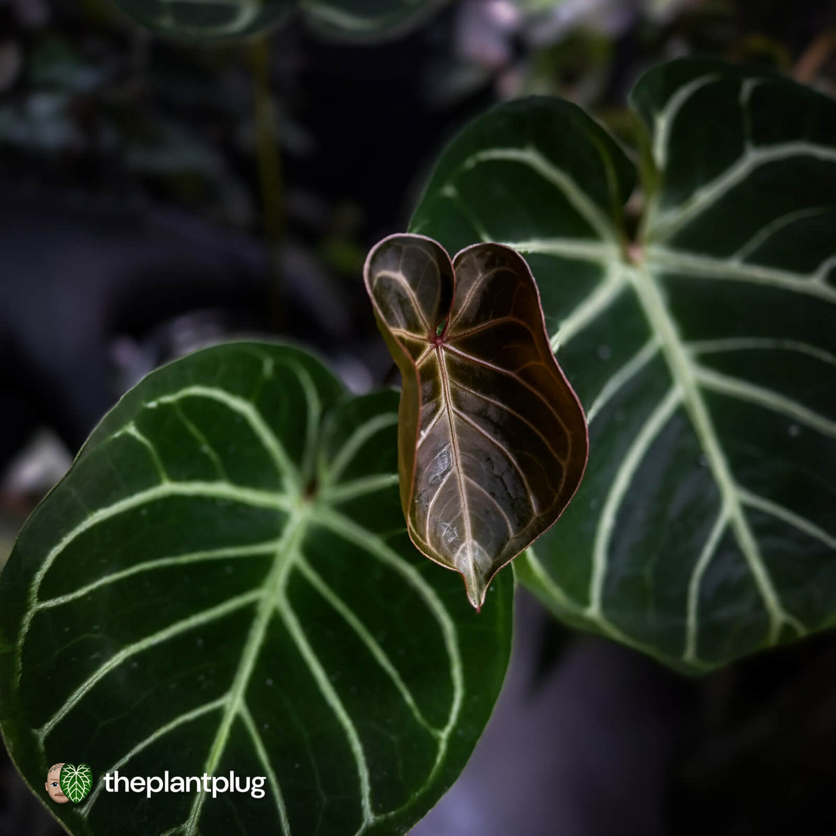 Anthurium 'Dorayaki Silver' x 'Waddle NOID' • select holdback