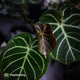 Anthurium 'Dorayaki Silver' x 'Waddle NOID' • select holdback