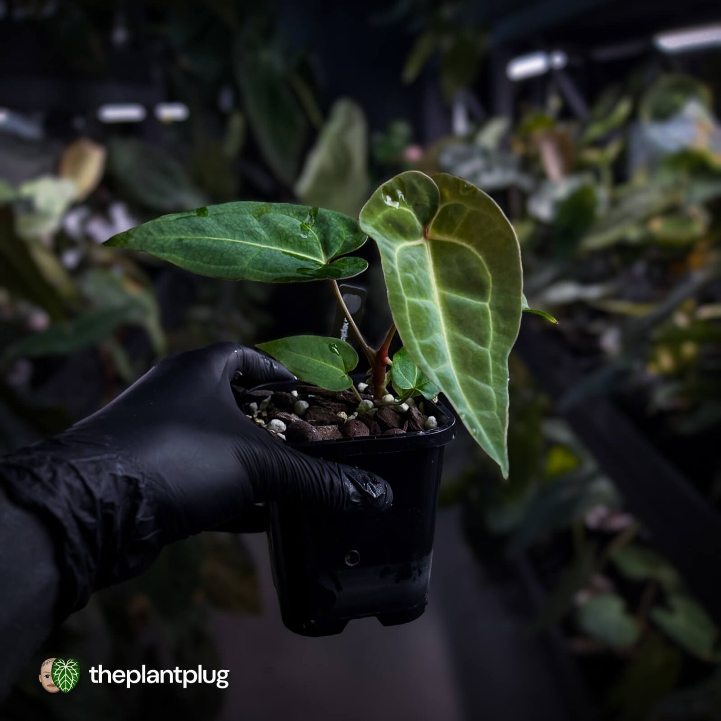 Anthurium (regale x 'SKG hybrid') x besseae aff 🤩