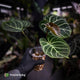 Anthurium 'Dorayaki Silver' x 'Waddle NOID' • select holdback
