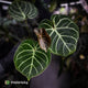 Anthurium 'Dorayaki Silver' x 'Waddle NOID' • select holdback