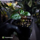 Anthurium 'Michelle' x 'RDP'