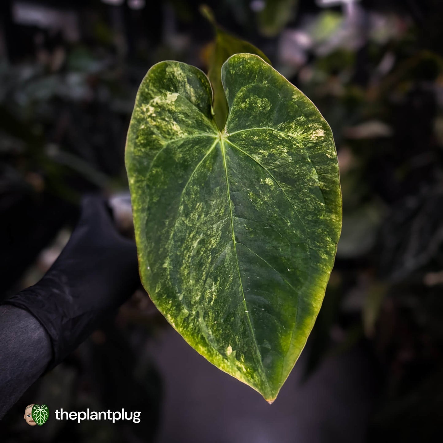 Anthurium (forgetii hybrid var) x dressleri • variegated