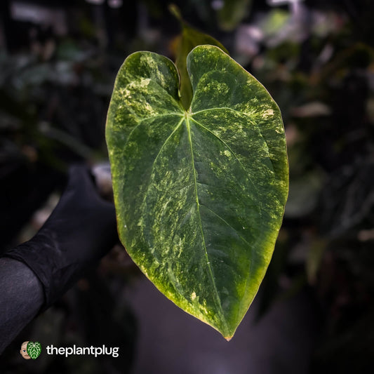 Anthurium (forgetii hybrid var) x dressleri • variegated
