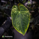 Anthurium (forgetii hybrid var) x dressleri • highly variegated