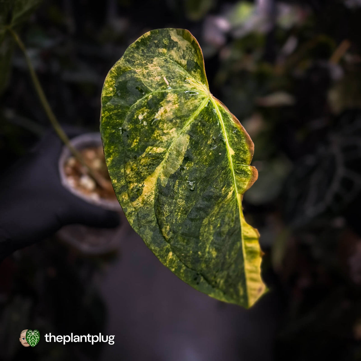 Anthurium (forgetii hybrid var) x dressleri • highly variegated