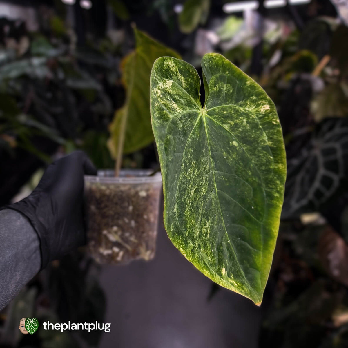 Anthurium (forgetii hybrid var) x dressleri • highly variegated