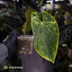 Anthurium (forgetii hybrid var) x dressleri • highly variegated