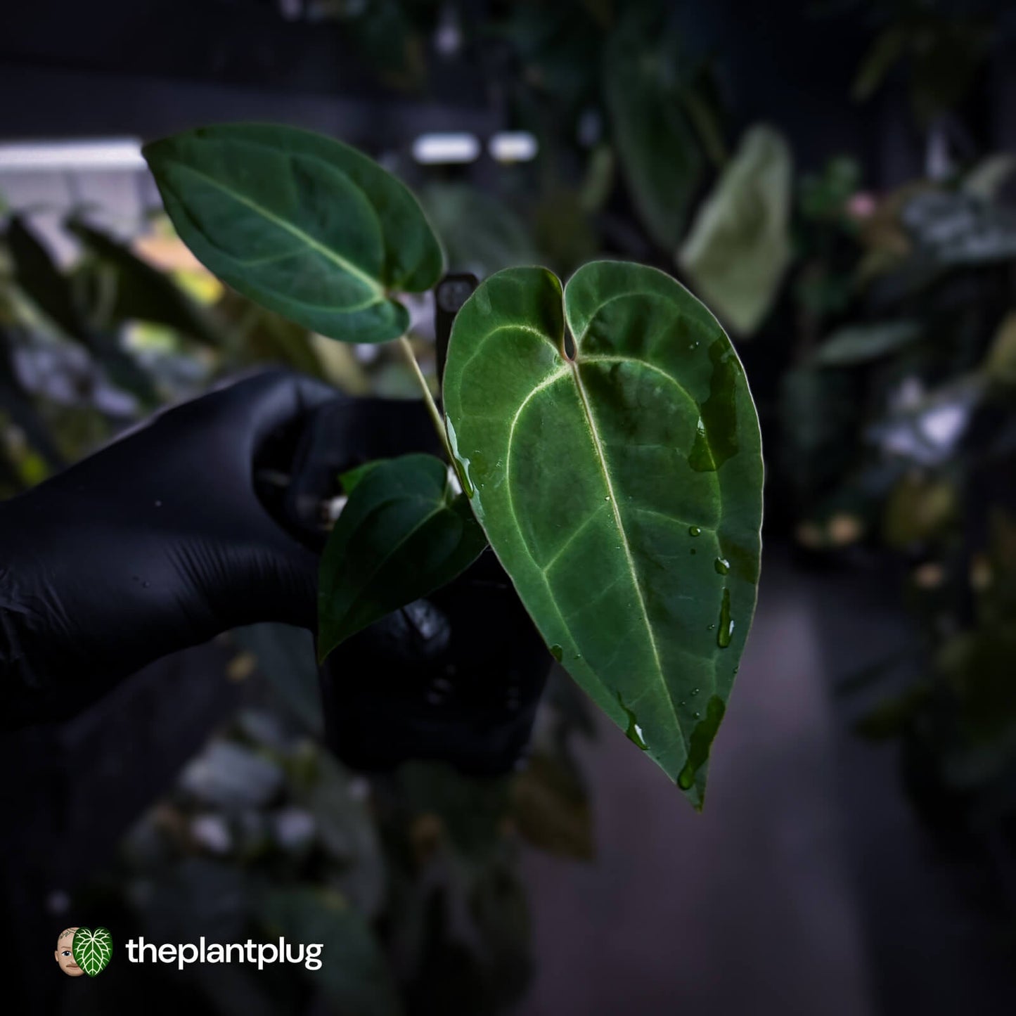 Anthurium (regale x 'SKG hybrid') x besseae aff 🤩