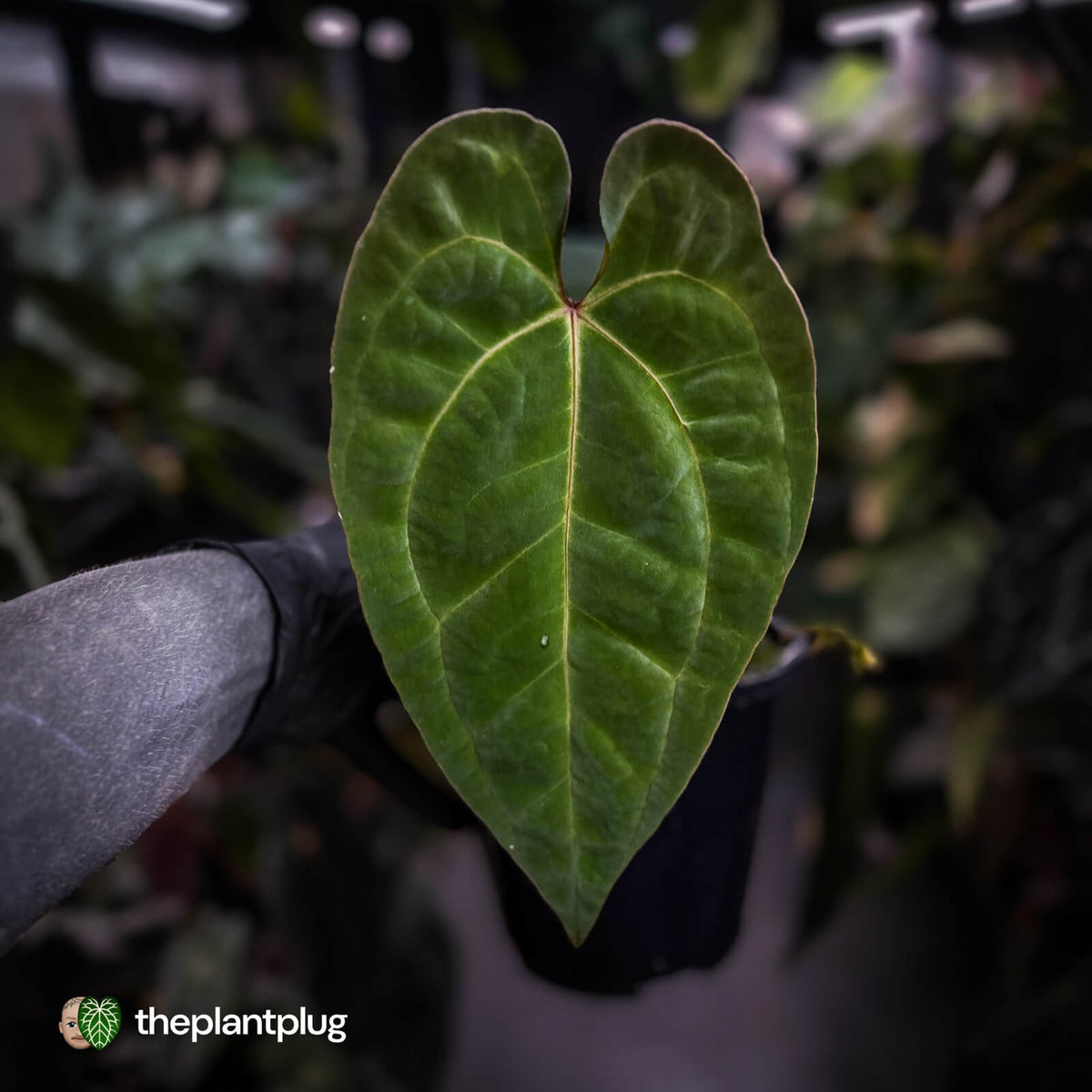 Anthurium besseae aff x 'RVDP'