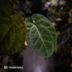 Anthurium besseae aff x 'RVDP'