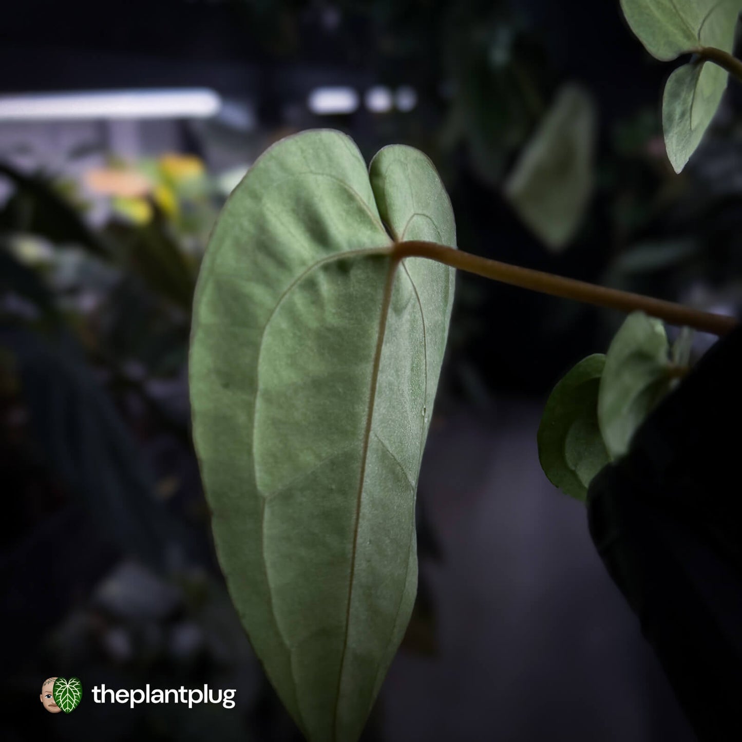 Anthurium (regale x 'SKG hybrid') x besseae aff 🤩