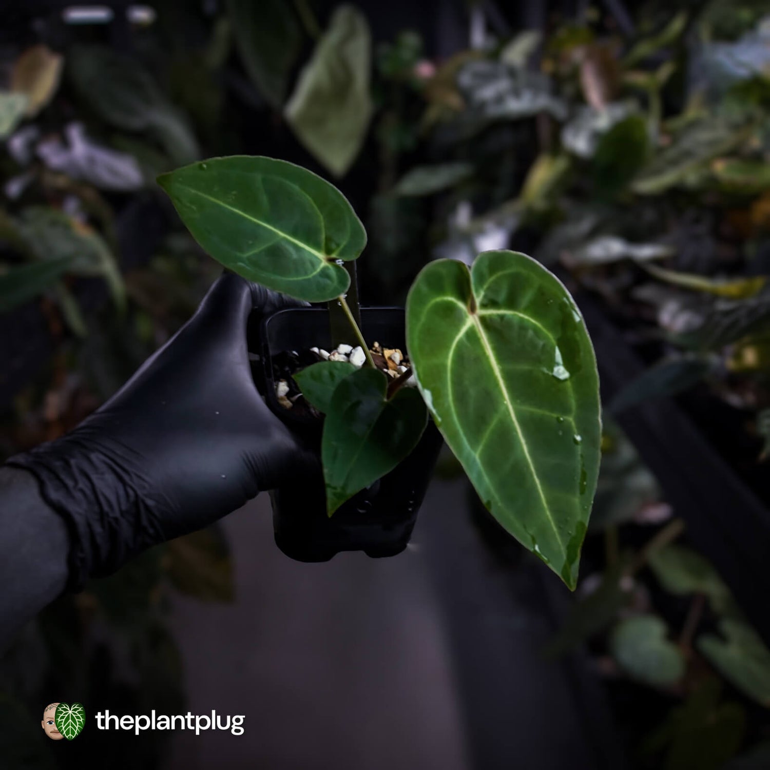 Anthurium (regale x 'SKG hybrid') x besseae aff 🤩