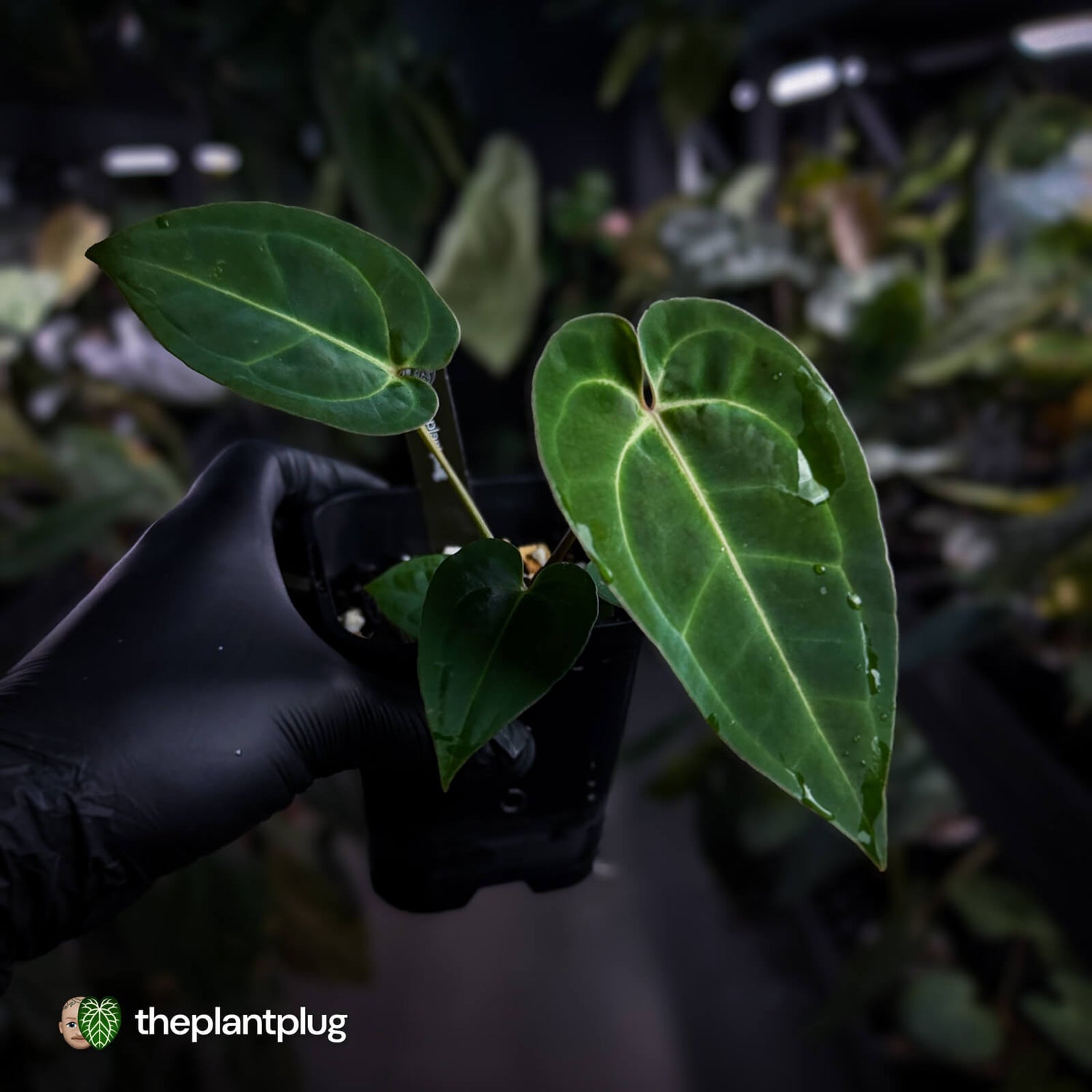 Anthurium (regale x 'SKG hybrid') x besseae aff 🤩