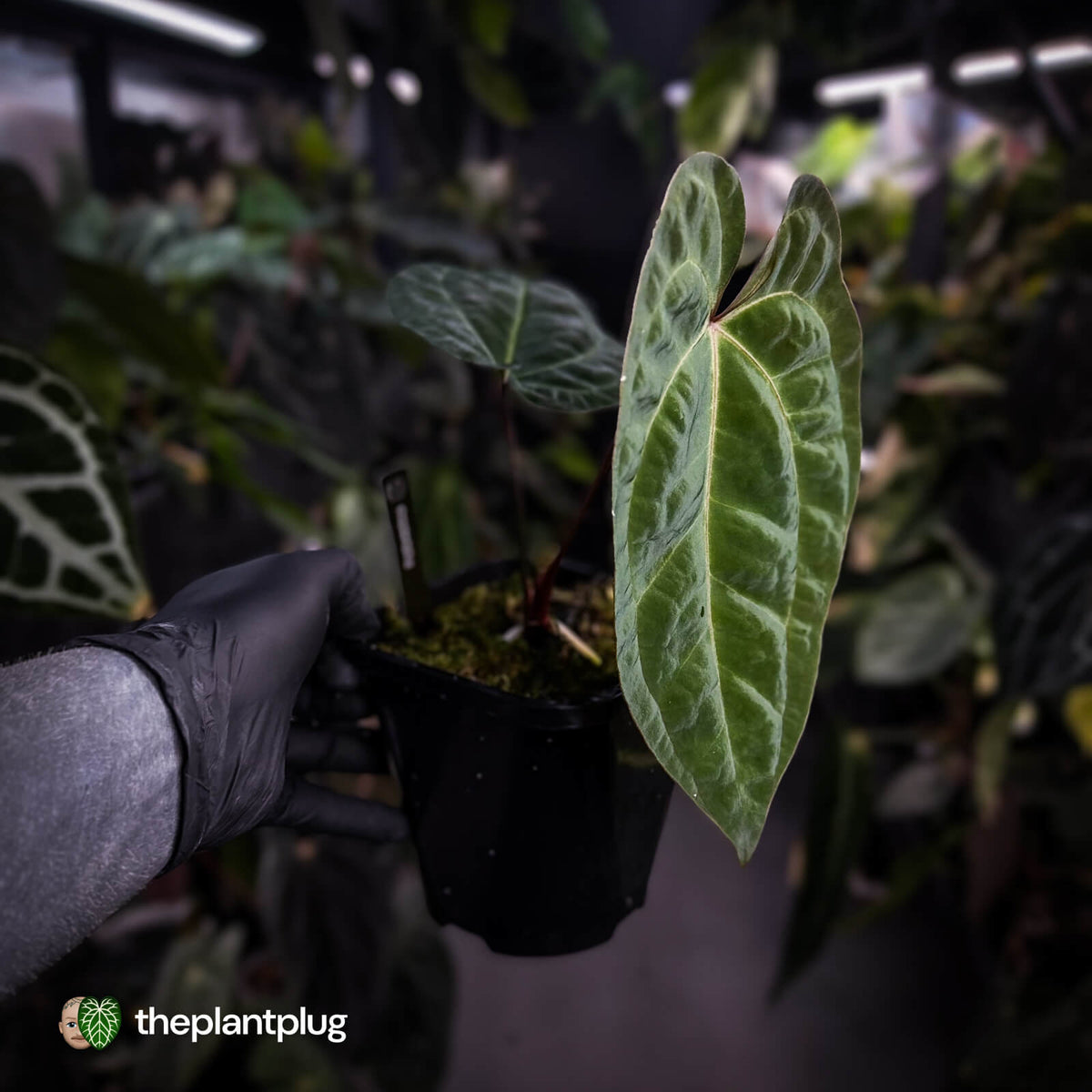 Anthurium besseae aff x 'RVDP'