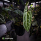Anthurium besseae aff x 'RVDP'