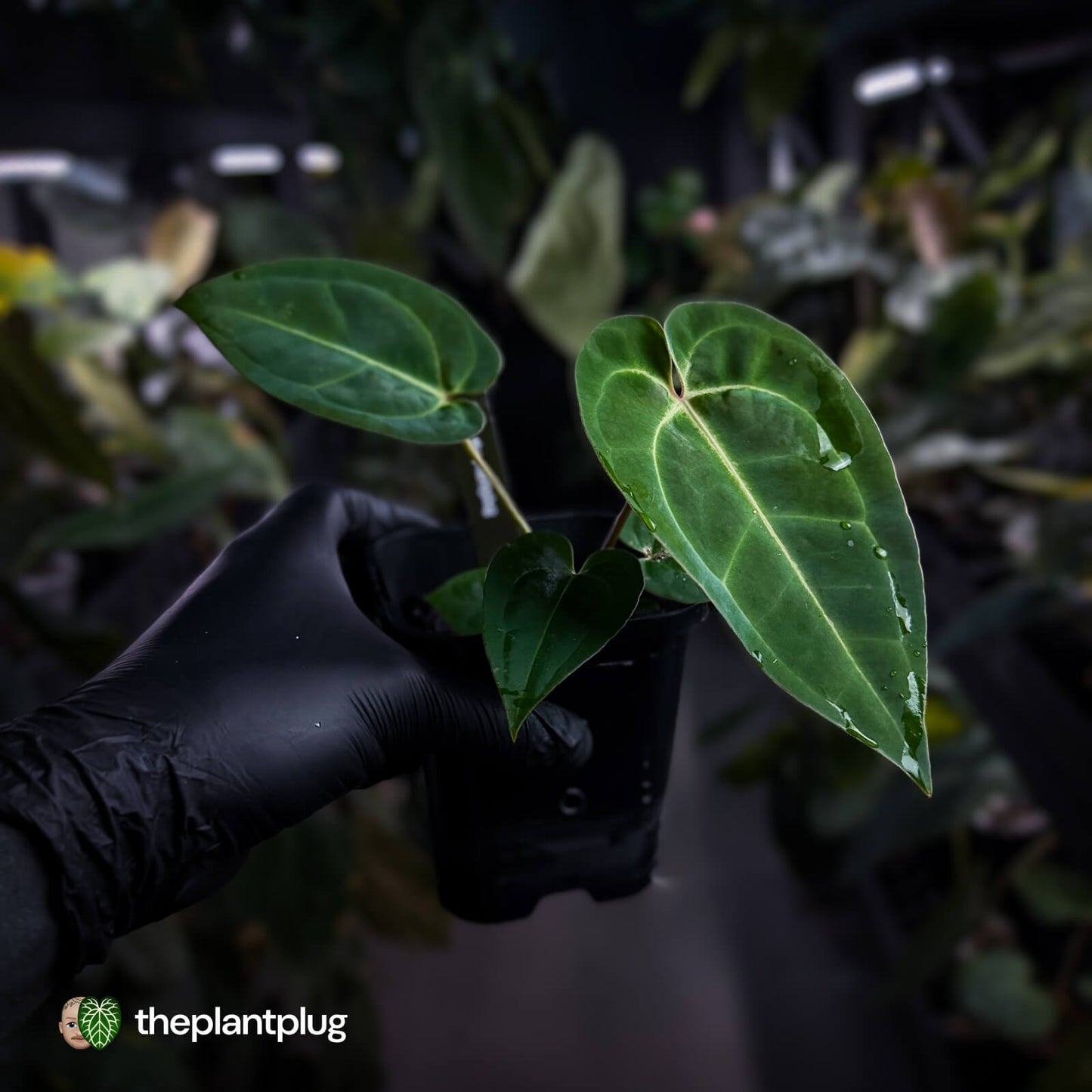 Anthurium (regale x 'SKG hybrid') x besseae aff 🤩