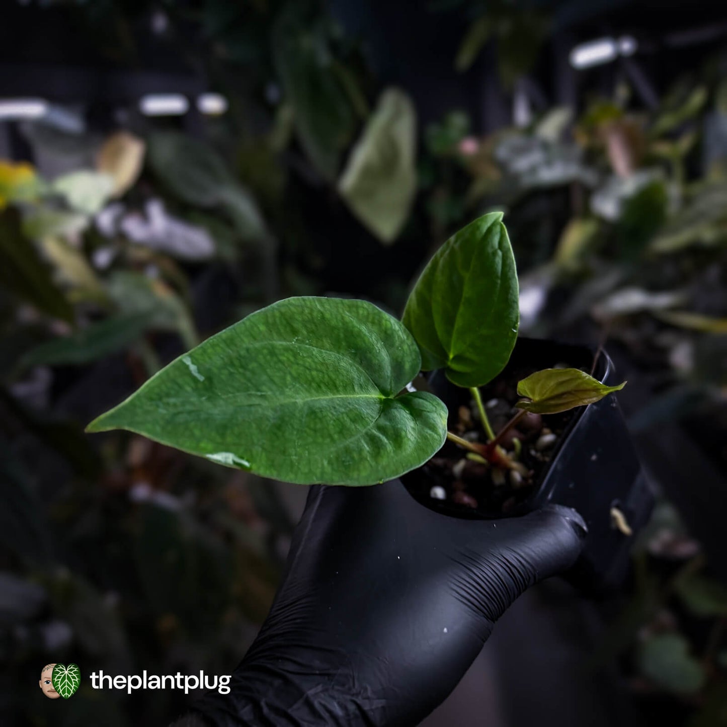 Anthurium papillilaminum 'RLFS' x (dressleri x antolakii / 'BVEP')