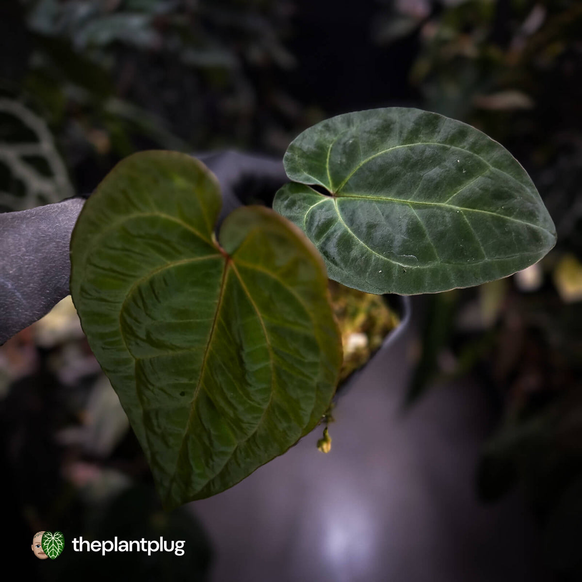 Anthurium besseae aff x 'RVDP'