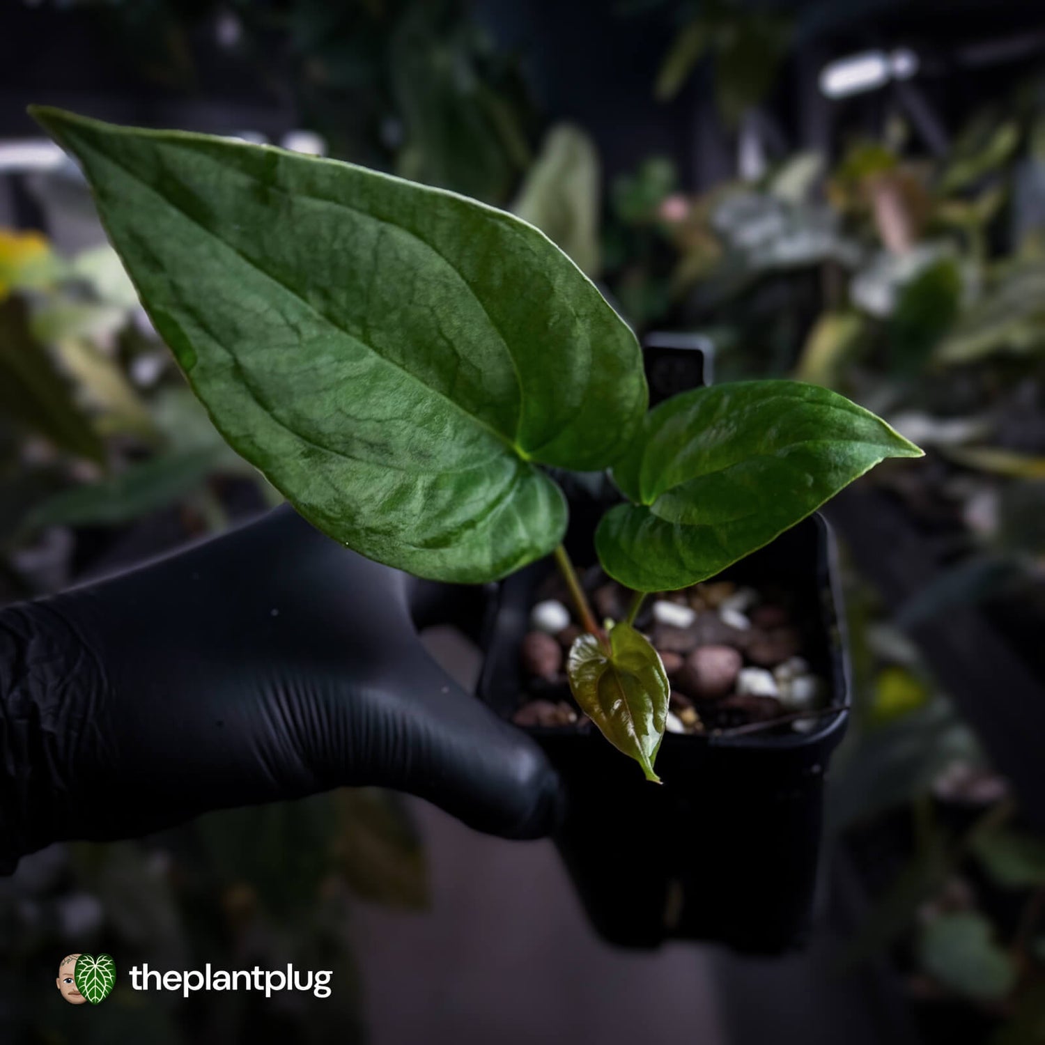 Anthurium papillilaminum 'RLFS' x (dressleri x antolakii / 'BVEP')