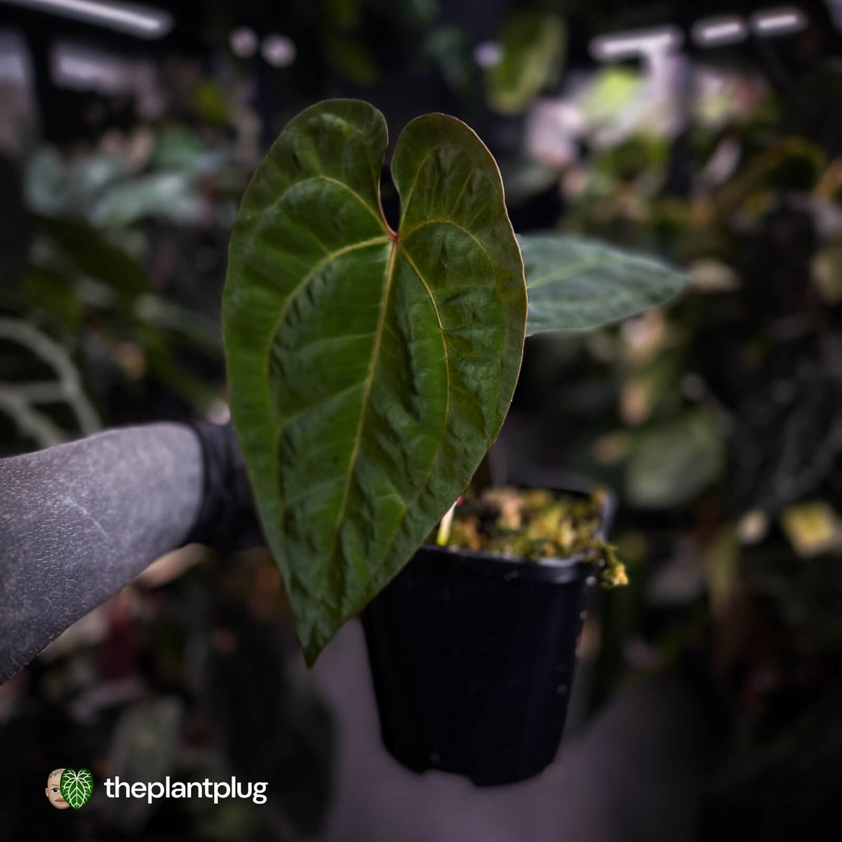 Anthurium besseae aff x 'RVDP'