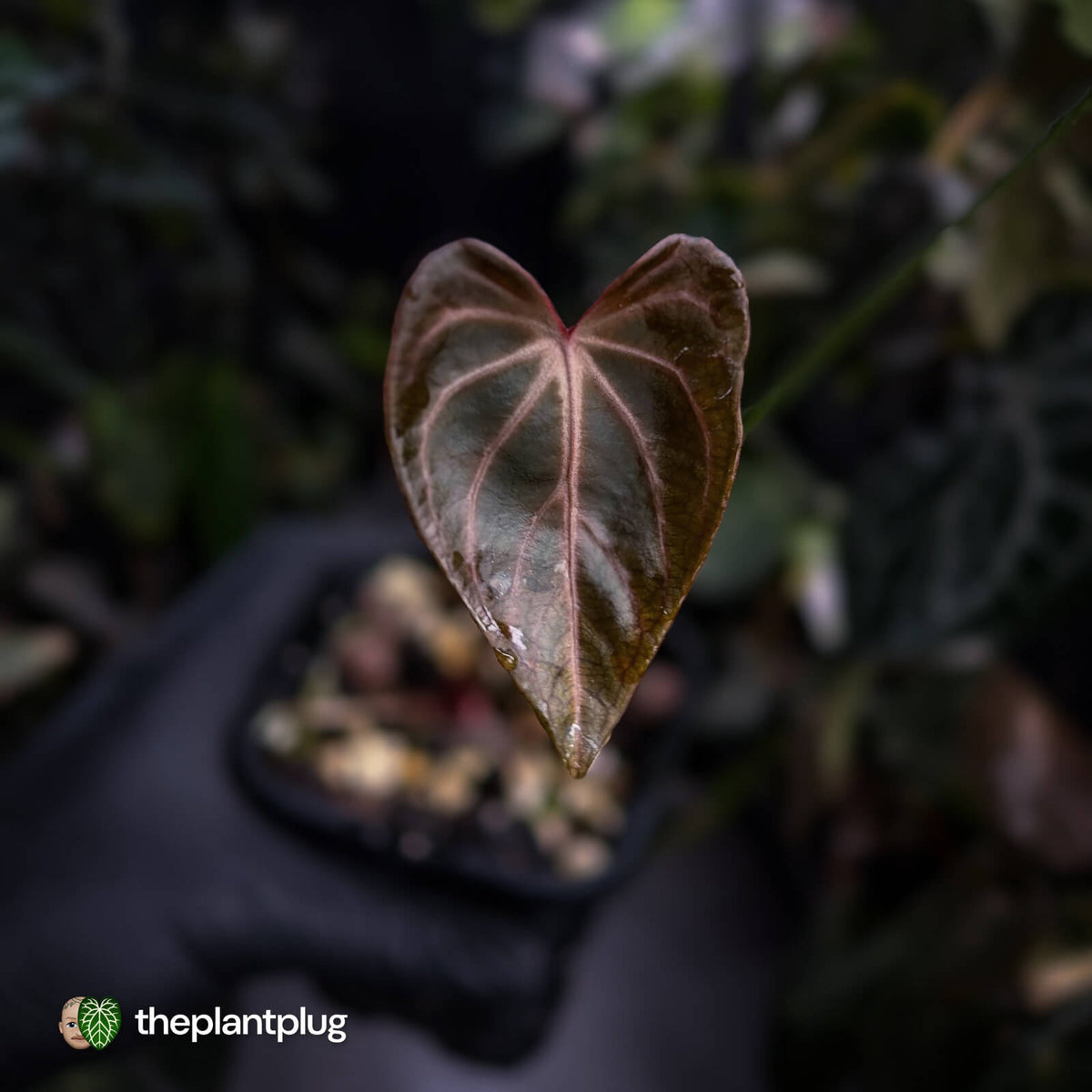 Anthurium (crystallinum x) 'Crystal Heart'