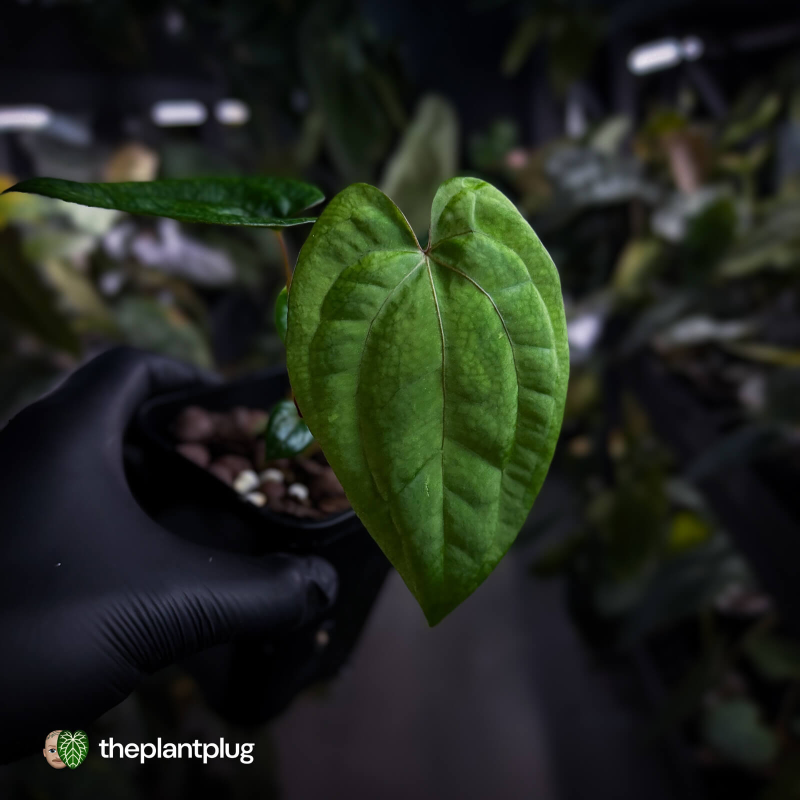 Anthurium 'RVDP' x papillilaminum 'RL' s1 • first release ⚡ – The