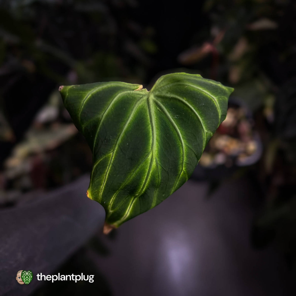 Anthurium (crystallinum x) 'Crystal Heart'