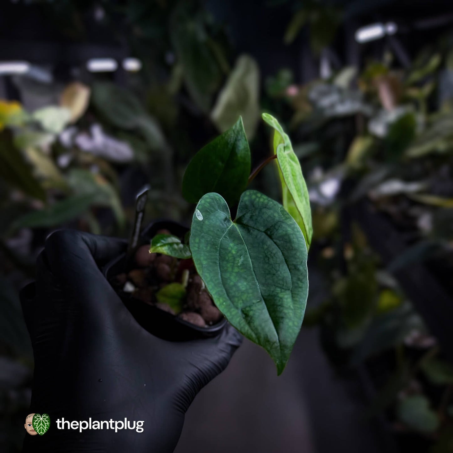 Anthurium 'RVDP' x papillilaminum 'RL' s1  • first release ⚡