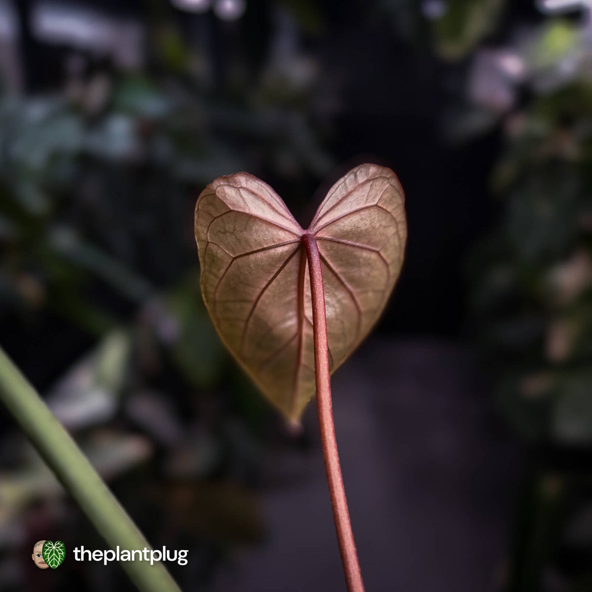 Anthurium (crystallinum x) 'Crystal Heart'