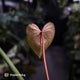 Anthurium (crystallinum x) 'Crystal Heart'