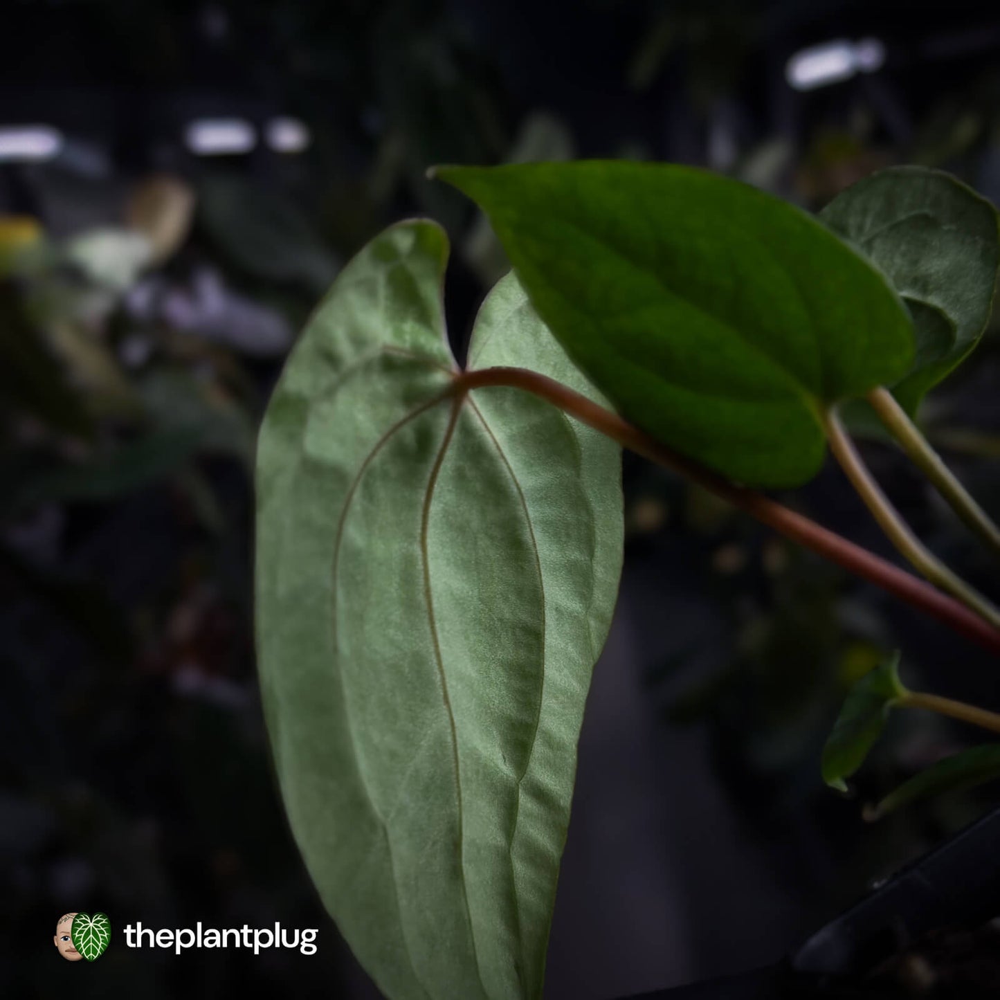 Anthurium 'RVDP' x papillilaminum 'RL' s1  • first release ⚡