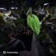 Anthurium 'RVDP' x papillilaminum 'RL' s1  • first release ⚡