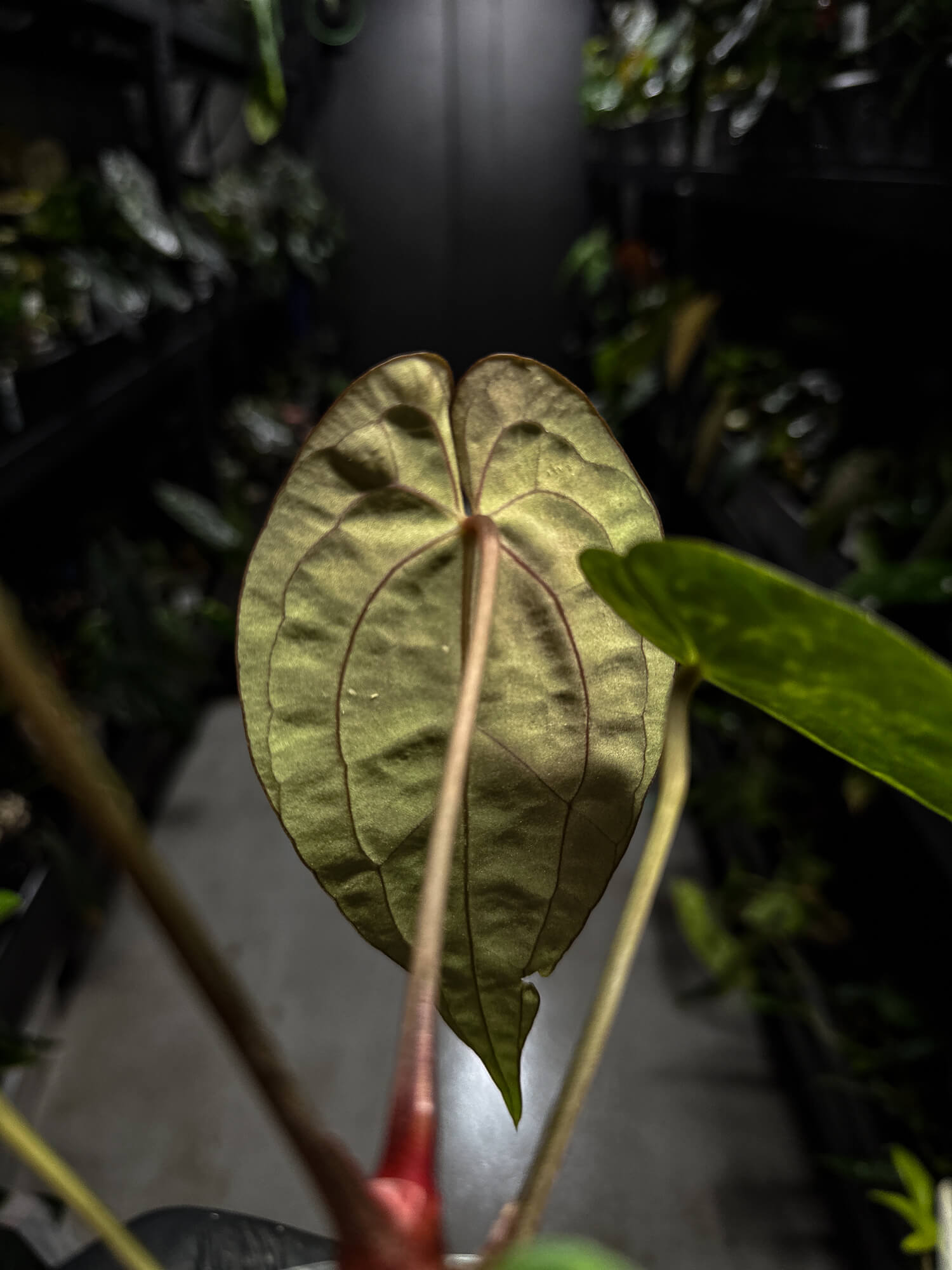 Anthurium papillilaminum 'Black pap' x 'RVDP / Red Vein Dark Phoenix'