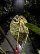 Anthurium papillilaminum 'Black pap' x 'RVDP / Red Vein Dark Phoenix'