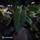 Anthurium (carlablackiae x antolakii) x ('Black Widow' x 'Michelle')